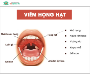 viem hong hat