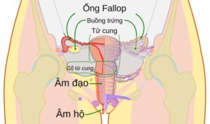 619697336 1757413135615609 2585422540223004303 n